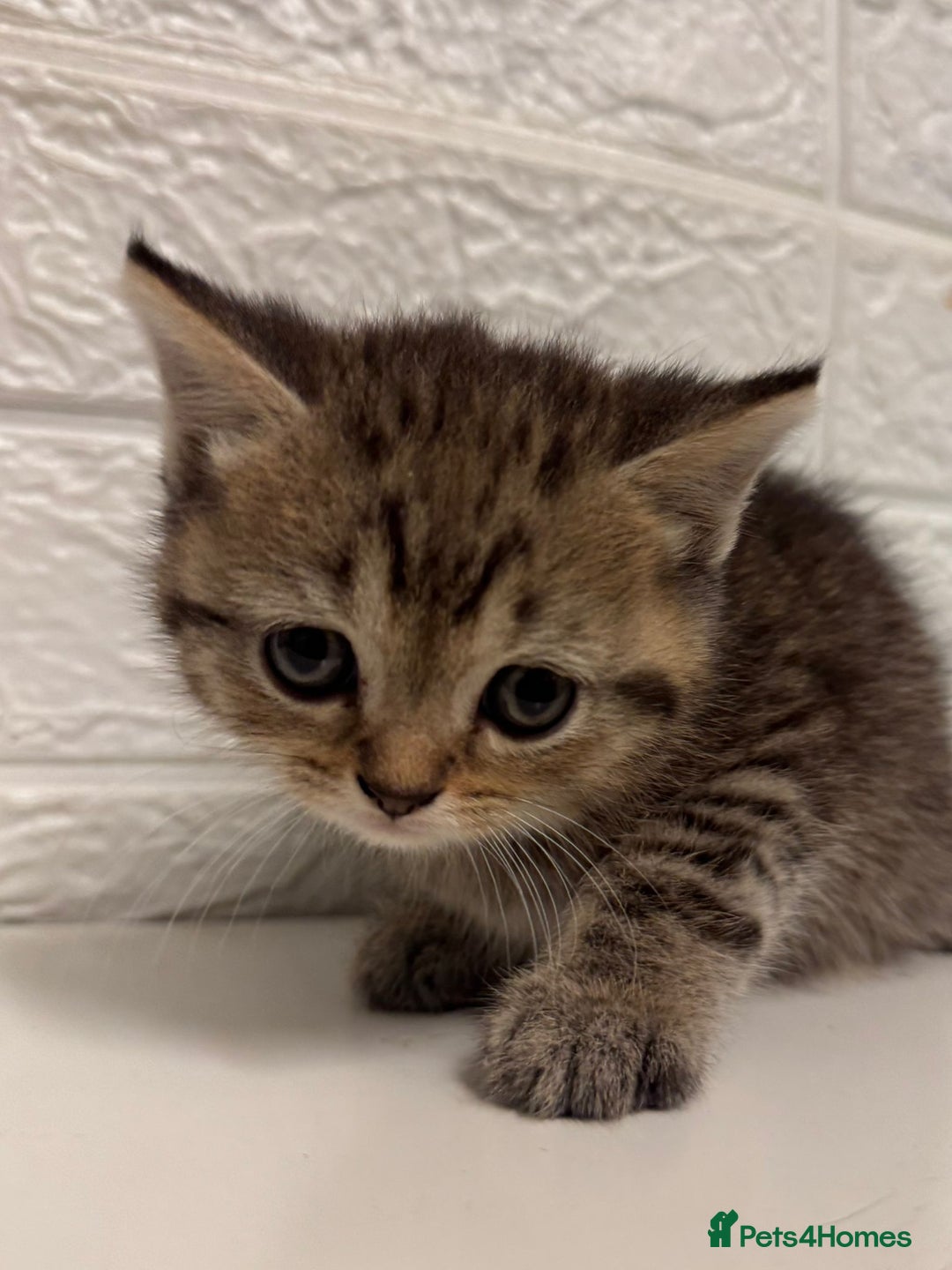 British Shorthair cats for sale: Cutest Tabby British Short Haired Kittens  - Image 2