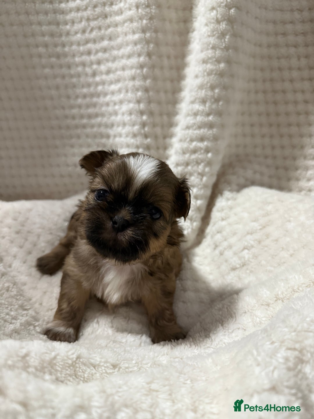 Shih Tzu dogs for sale: Shih tzu puppies  - Advert 16