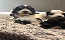 Cockapoo dogs for sale: F1 cockapoos beautiful litter 5 left* - Image 18