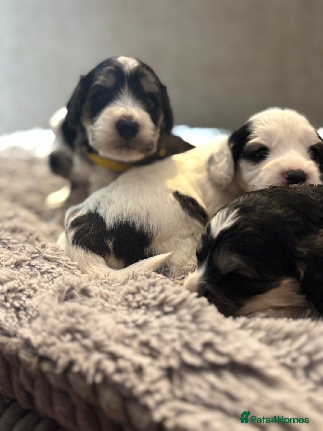 Cockapoo dogs for sale: F1 cockapoos beautiful litter 5 left* - Image 18