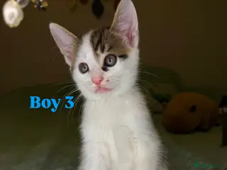 Mixed Breed cats 🐾 Beautiful Kittens Looking for Loving Homes 🐾 - Advert 16