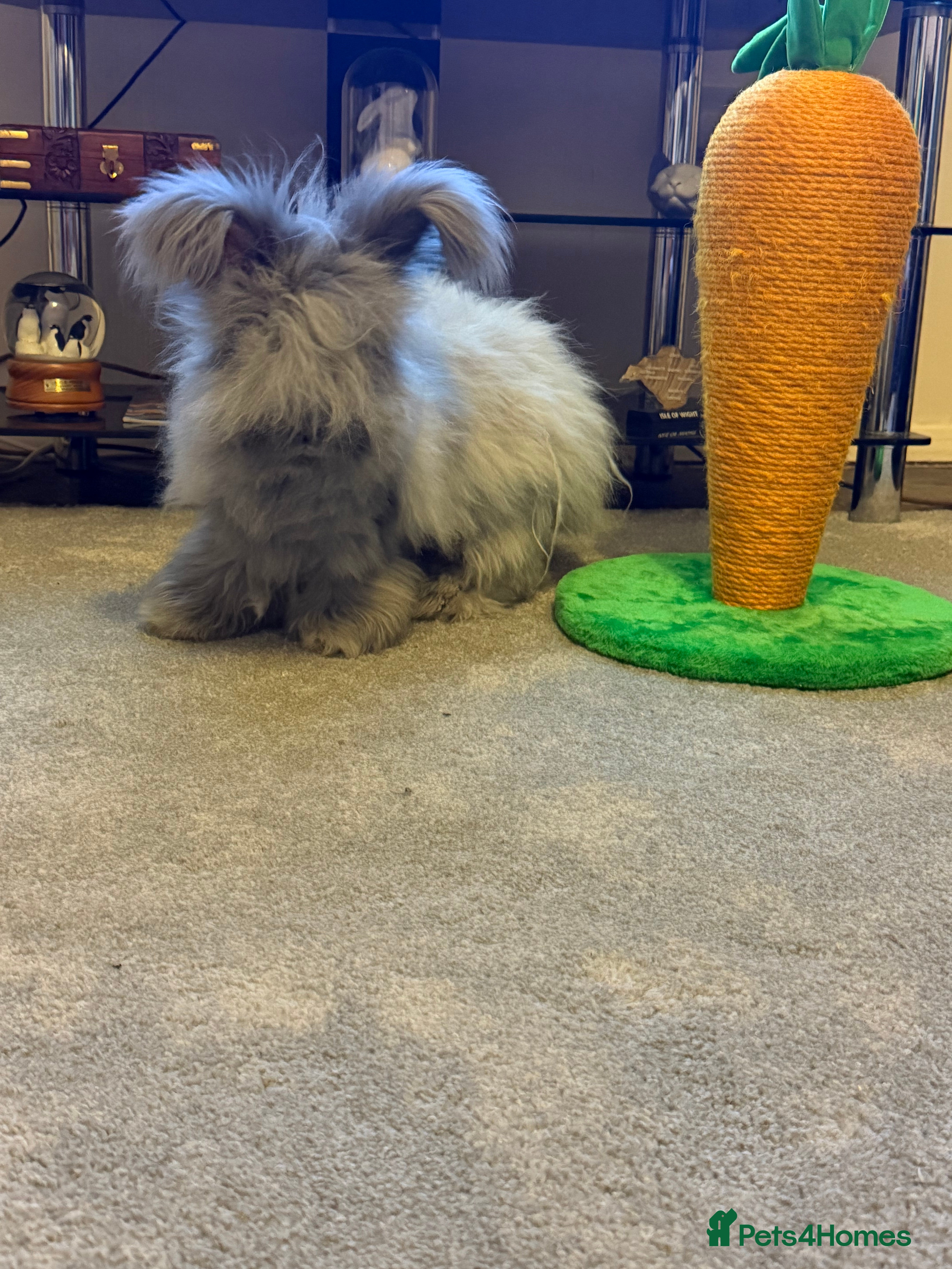 Angora rabbits Beautiful baby angora rabbits available  - Advert 1