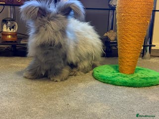 Angora rabbits Ready Now Beautiful baby angora rabbits - Advert 13
