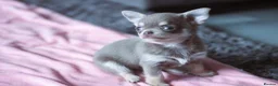 Chihuahua dogs for sale: Kc Registered Small cream/white chihuahua girl  - Advert 12