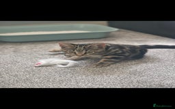 Domestic Shorthair cats for sale: Beautiful tabby female - Advert 2