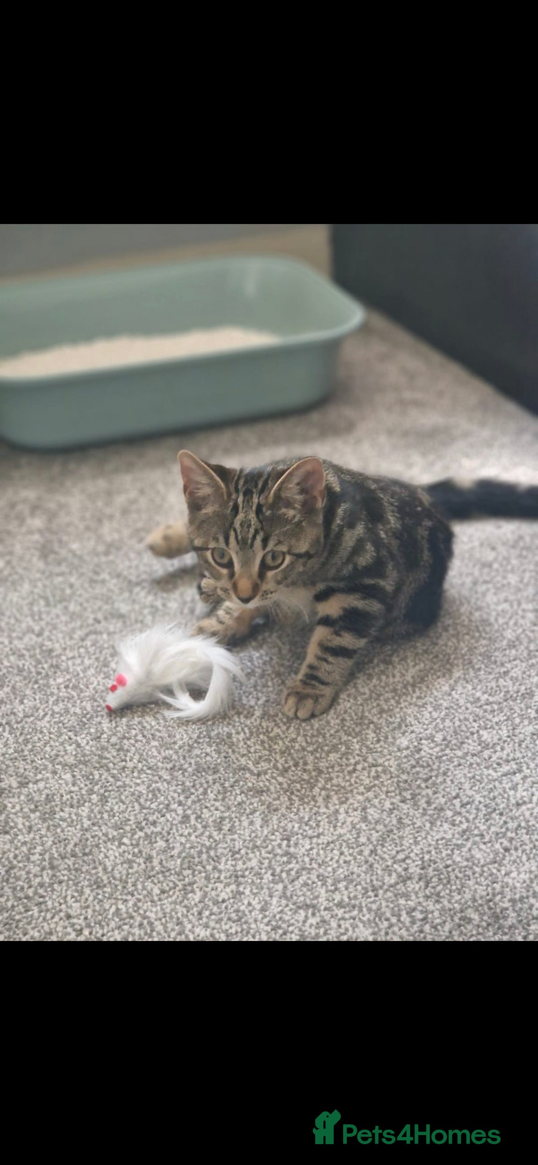 Domestic Shorthair cats for sale: Beautiful tabby female - Advert 2