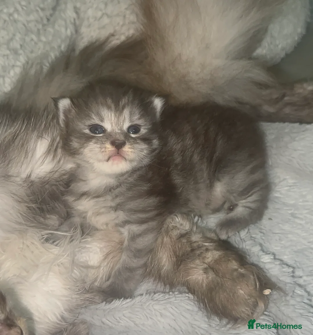 Maine Coon cats for sale: TICA MAINE COON KITTENS - Advert 9