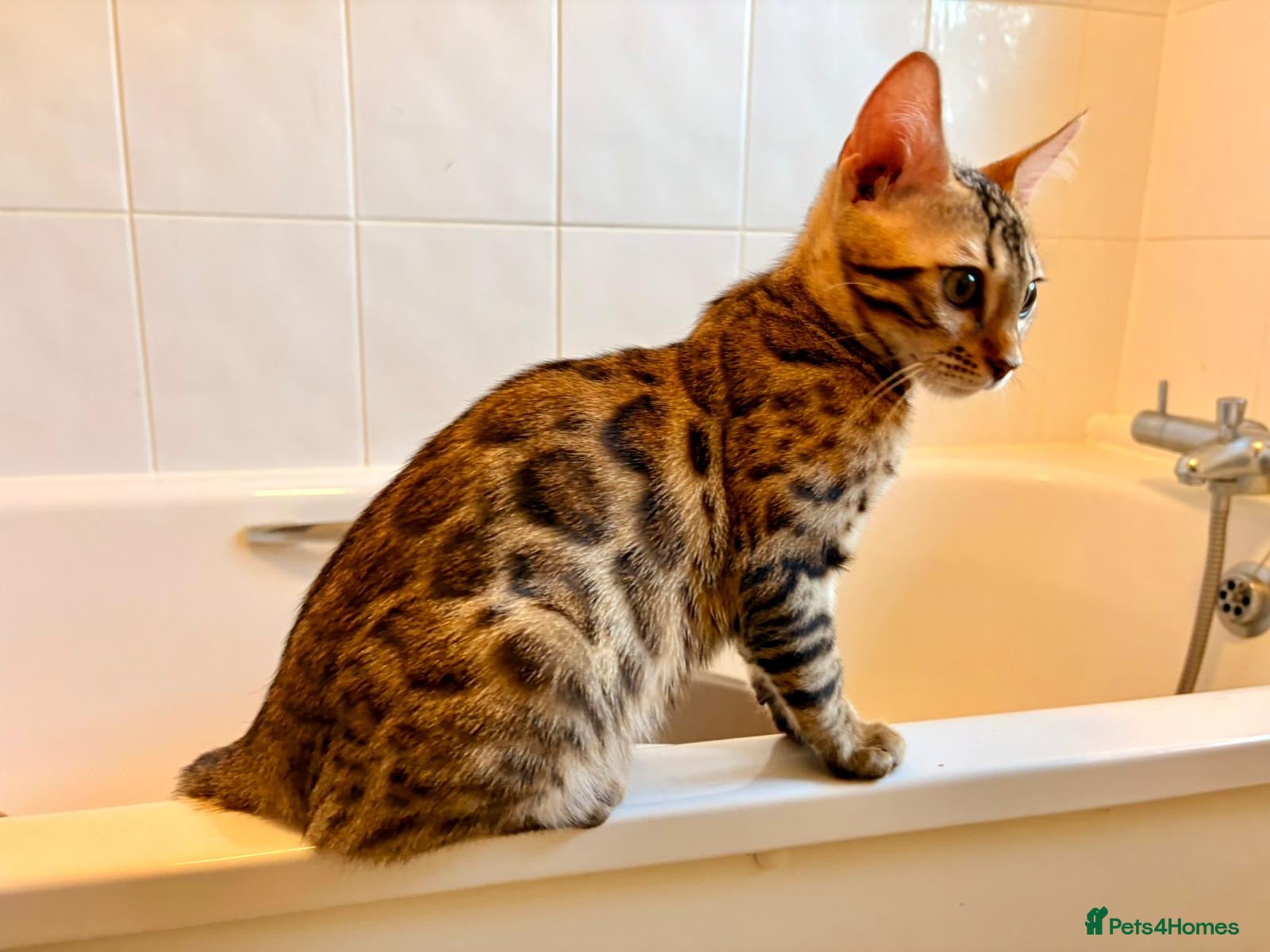 Bengal cats TICA registered Glitter Bengals  - Advert 1
