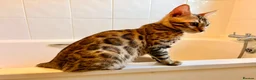 Bengal cats for sale: TICA registered Glitter Bengals  - Advert 5
