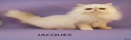Persian cats for sale: GCCF Registered Adult Persian – Neutered, Show Q - Advert 4