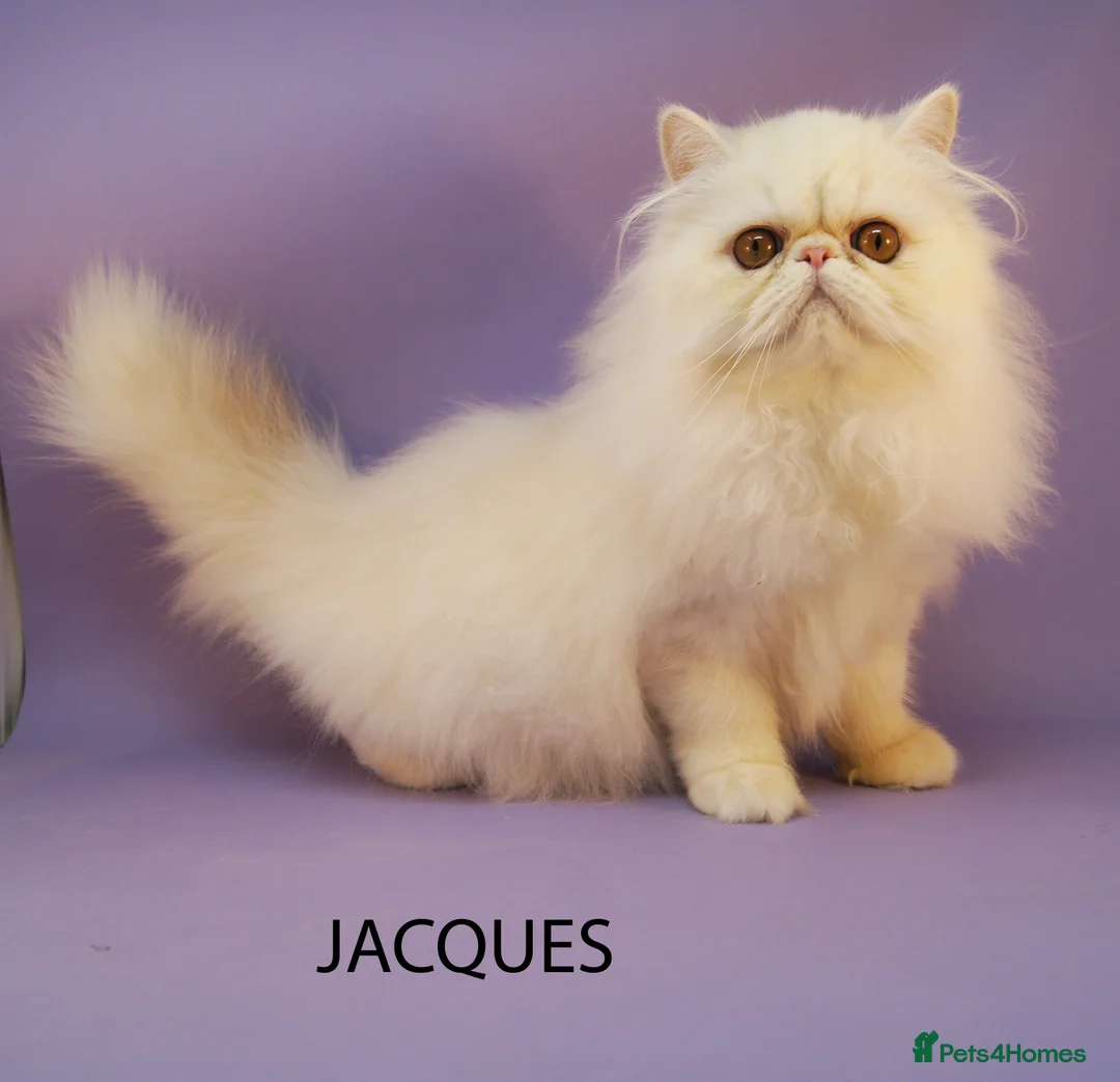 Persian cats for sale: GCCF Registered Adult Persian – Neutered, Show Q - Advert 4