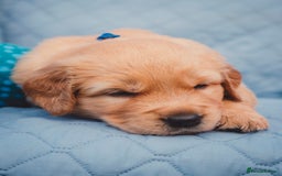 Golden Retriever dogs for sale: Golden Retriever Puppies KC Dad  - Image 16
