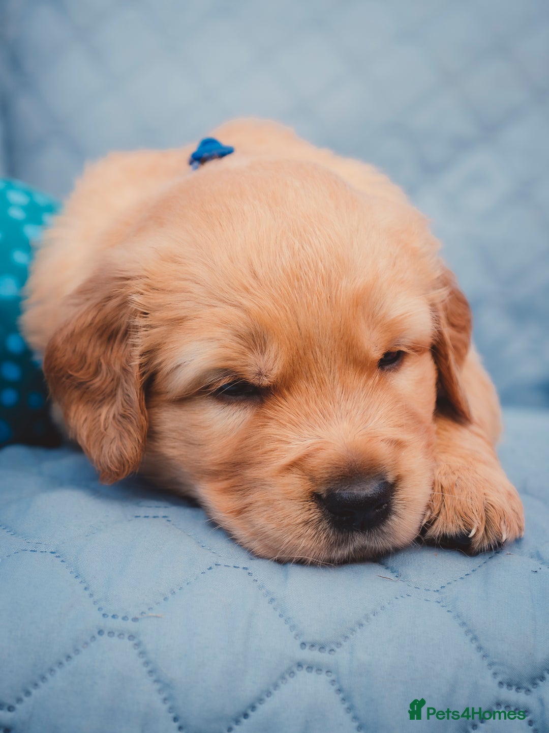 Golden Retriever dogs for sale: Golden Retriever Puppies KC Dad  - Image 16