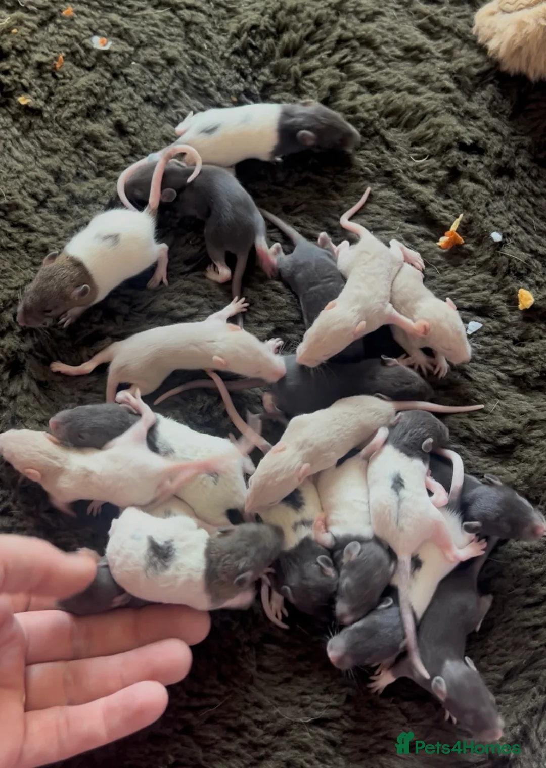Rat rodents for sale: Baby rats - Advert 1