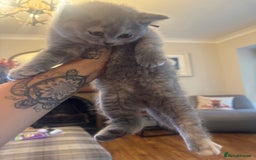 British Shorthair cats for sale: Beautiful British Shorthair Kittens  - Image 14