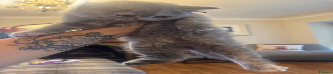British Shorthair Kitten 4