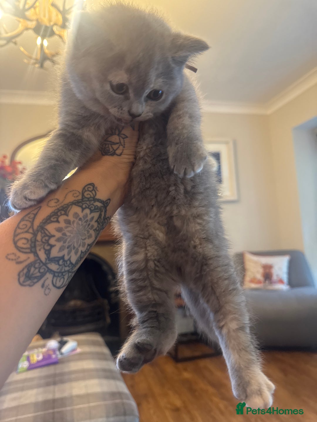 British Shorthair cats for sale: Beautiful British Shorthair Kittens  - Image 14