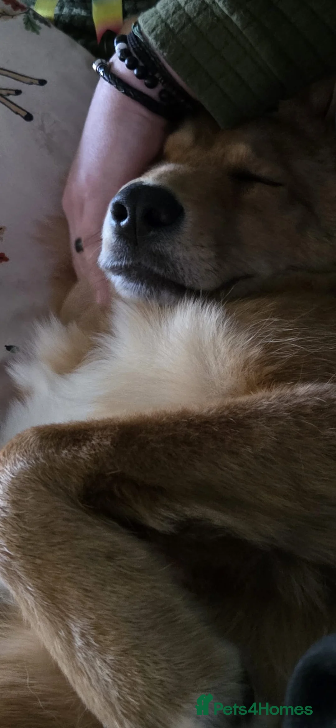 Mixed Breed dogs for sale: Zelda - German Shepard X Husky X Border collie - Advert 8