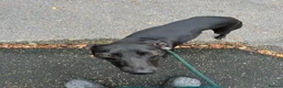 Mixed Breed dogs for sale: Darling looking for a new home  in Stoke-on-Trent - Advert 2
