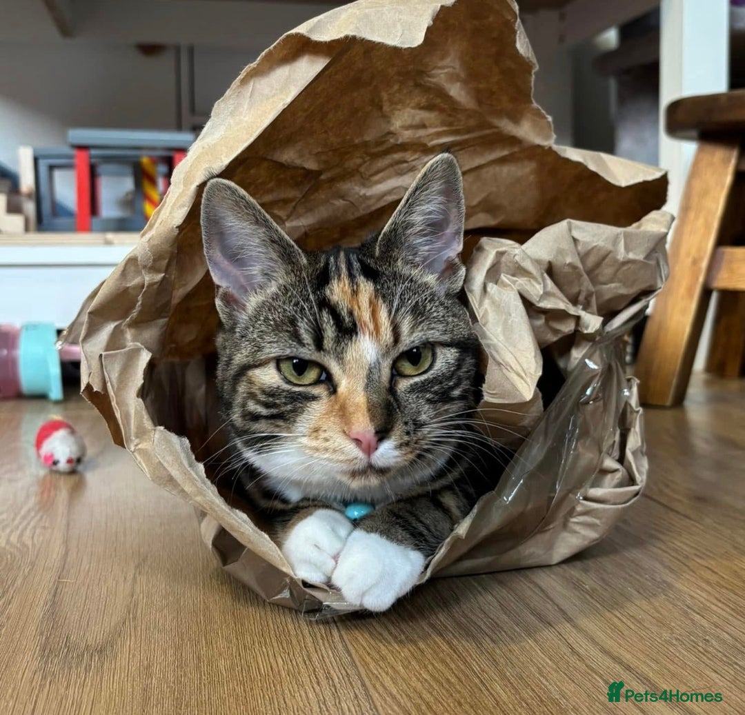 Domestic Shorthair cats for sale: Beautiful Bonnie - Advert 1