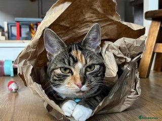 Domestic Shorthair cats - Advert 14