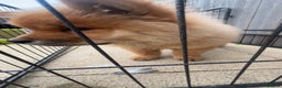 Chow Chow dogs for sale: 5 month chow chow puppy Koba  - Advert 5