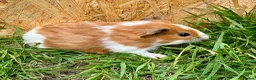 Guinea Pig rodents for sale: Young Guinea pigs  - Advert 8