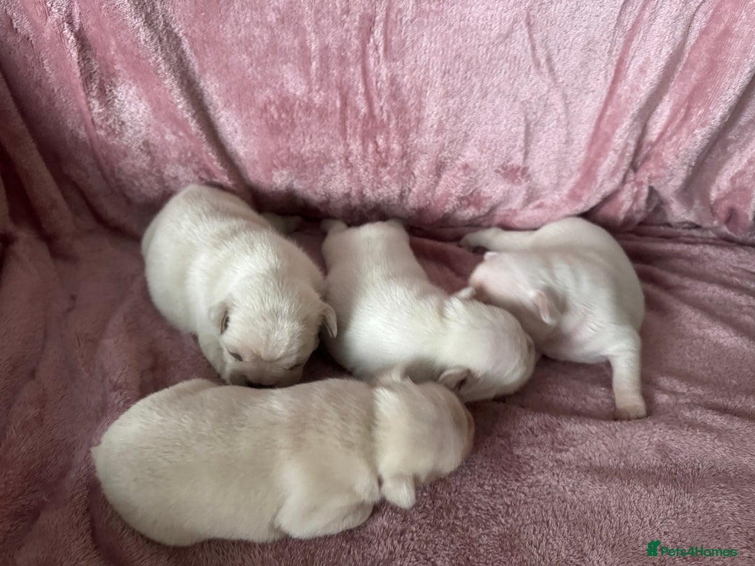 French Bulldog dogs for sale: ⚡️🐾 4 adorable French bulldog puppies 🐾⚡️ - Image 6