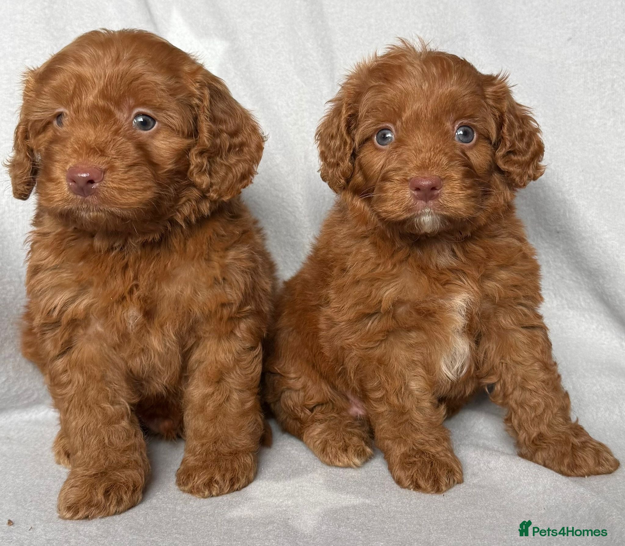 Cockapoo dogs F1 BOYS ONLY MINI COCKAPOOS 30 dna tested - Advert 2