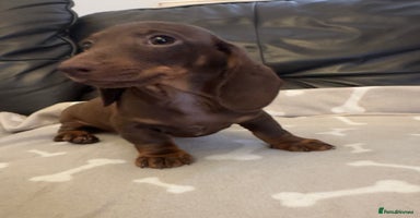 Miniature Dachshund dogs - Advert 14