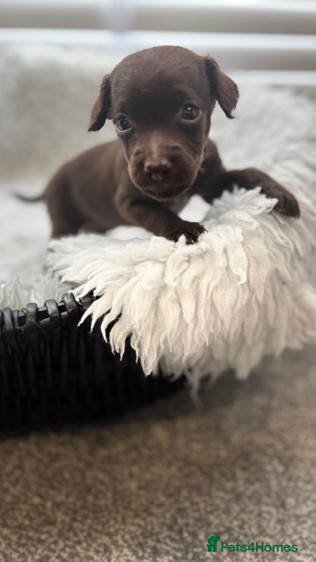 Mixed Breed dogs for sale: Cockapoo X pattadale pups  - Image 6