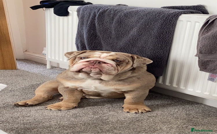 Mixed Breed dogs - Advert 1