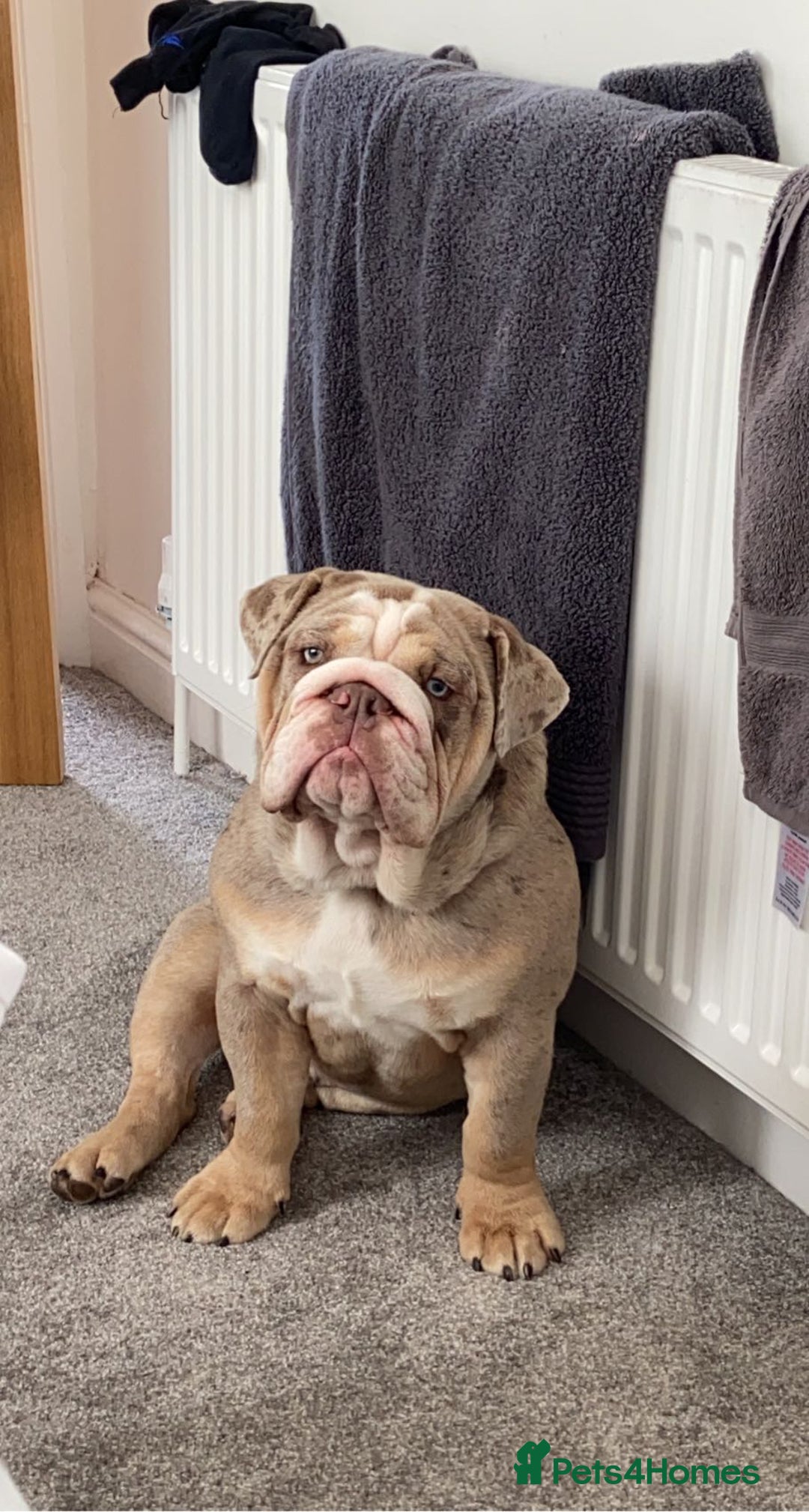 Mixed Breed dogs for sale: Lilac and tan tri Merle bulldog  - Image 1