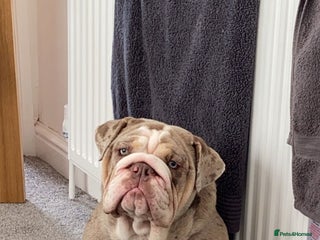 Mixed Breed dogs for sale - Advert 1