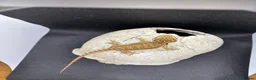 Bearded Dragon reptiles for sale: Spectacular baby dragons *ready now* in Pontypool - Advert 4