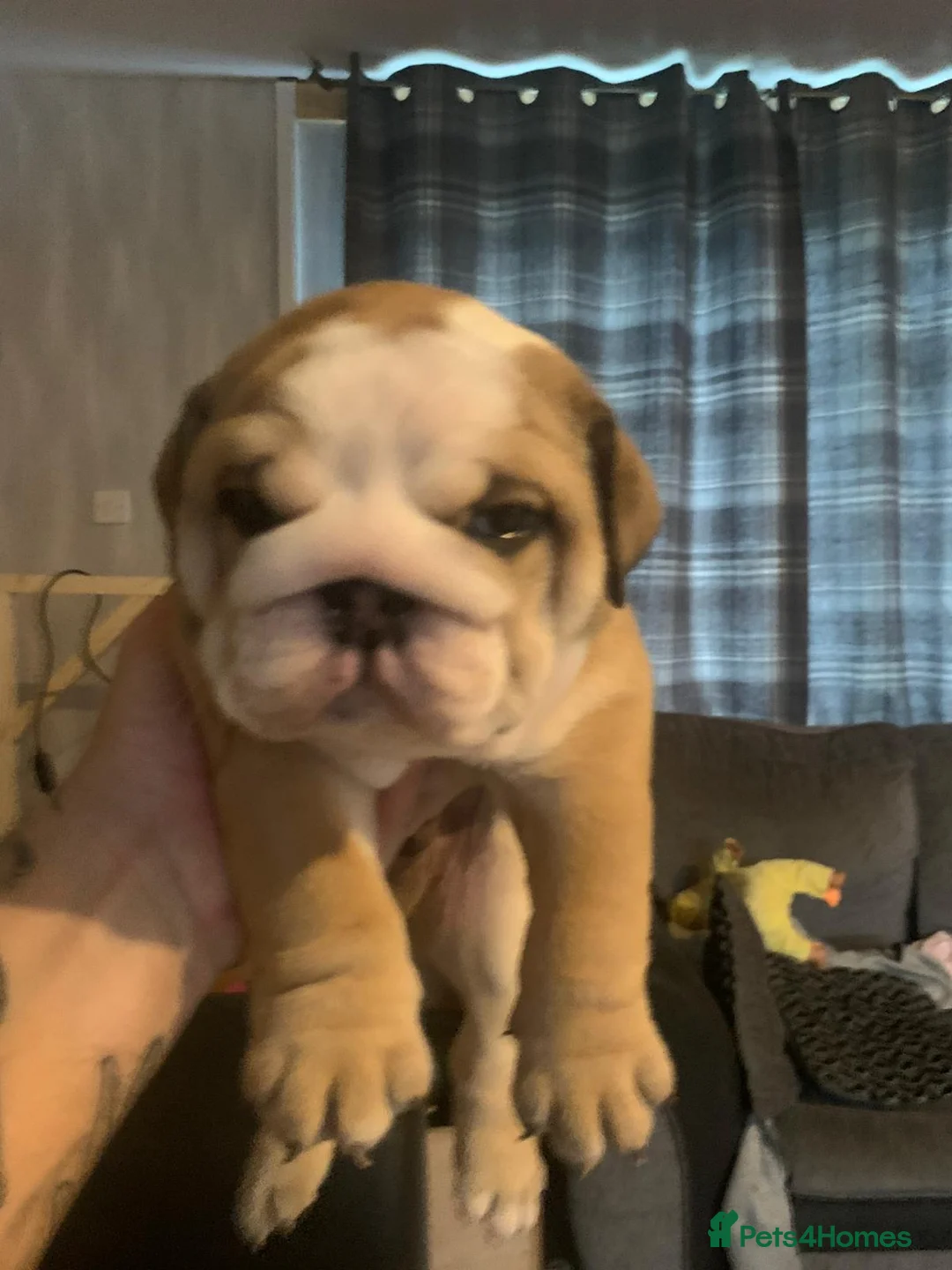 English Bulldog dogs for sale: Beautiful Red and White KC English Bulldog Puppies - Advert 1