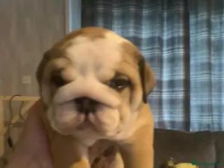 English Bulldog dogs Beautiful Red and White KC English Bulldog Puppies - Advert 8