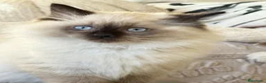 Mixed Breed 3