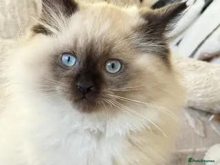Mixed Breed cats Ragdoll & British Longhair Mix Kittens - Advert 12