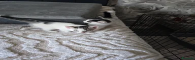 Mixed Breed Kitten 2