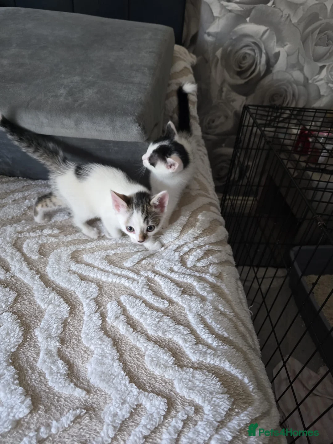 Mixed Breed cats for sale: Kittens for sale - Advert 2