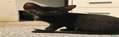 Sphynx mix 2