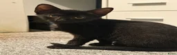Mixed Breed cats for sale: Sphynx Mix Kittens - Advert 2