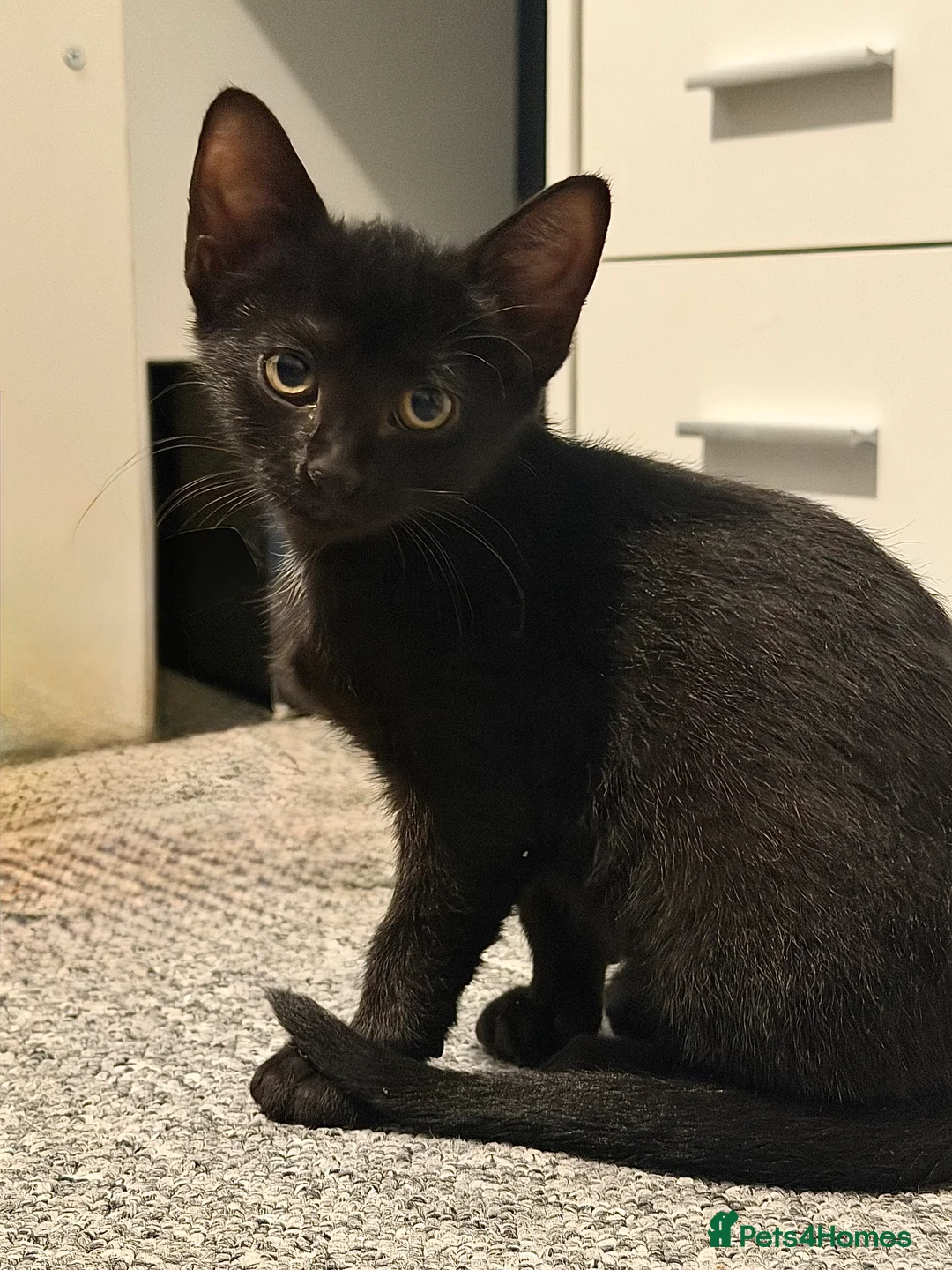 Mixed Breed cats for sale: Sphynx Mix Kittens - Advert 2