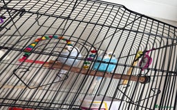 Budgerigars birds for sale: 2 budgies boy and girl for sale  - Image 2
