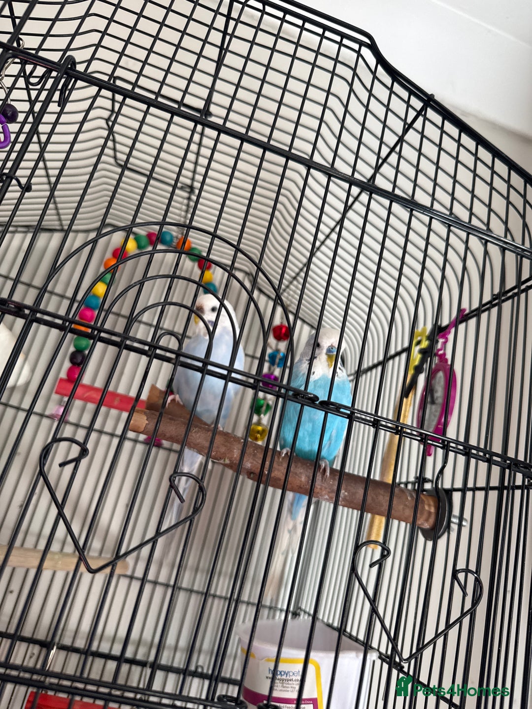 Budgerigars birds for sale: 2 budgies boy and girl for sale  - Image 2