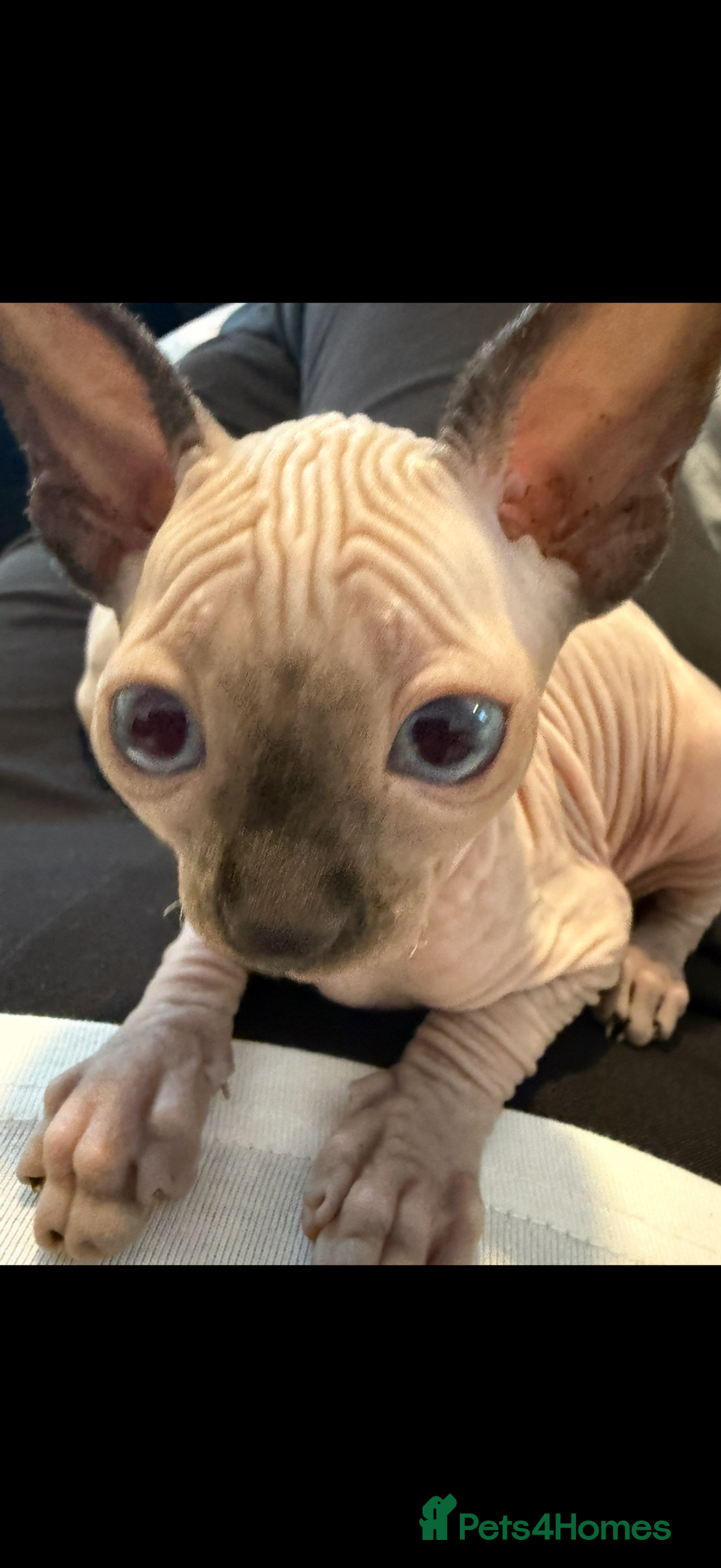Sphynx cats for sale: sphynx canadian kittens ready to leave now  - Image 10