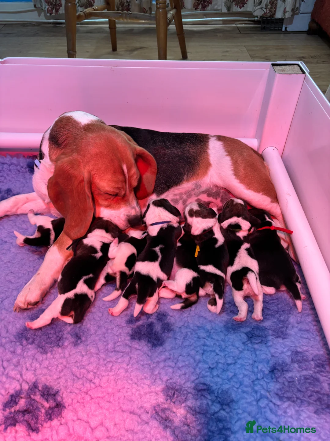 Beagle dogs for sale: Beautiful Tri coloured Beagle bitch puppies  - Advert 15