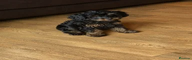 Cavapoo 3