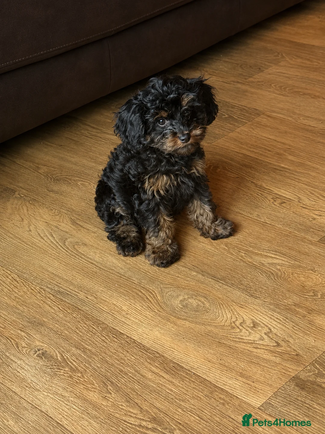 Cavapoo dogs for sale: f1 Cavapoos DNA, heart and eye tested parents  - Advert 2